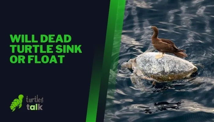 Will Dead Turtle Sink or Float