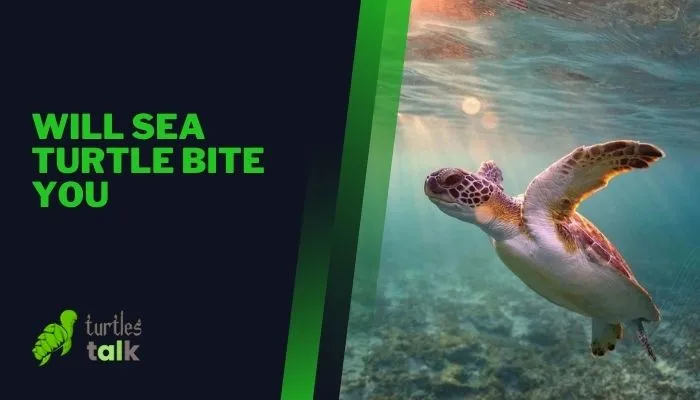 Will Sea Turtle Bite You