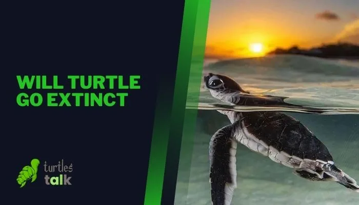 Will Turtle Go Extinct