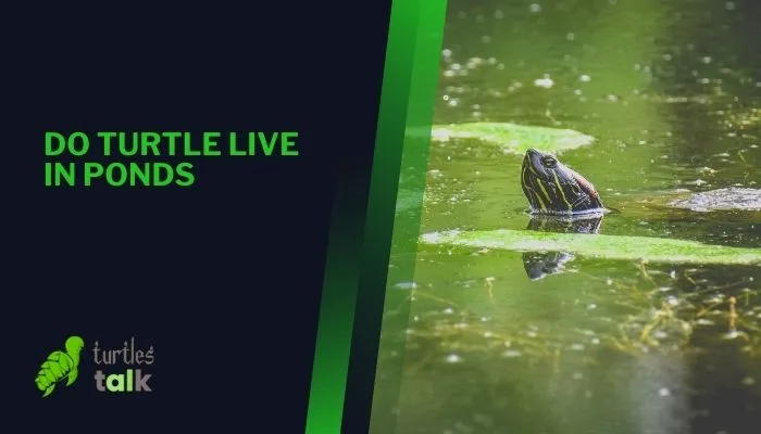 Do Turtle Live in Ponds