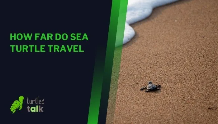 How Far Do Sea Turtle Travel