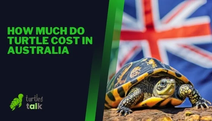 How Much Do Turtle Cost in Australia