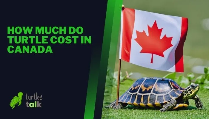 How Much Do Turtle Cost in Canada