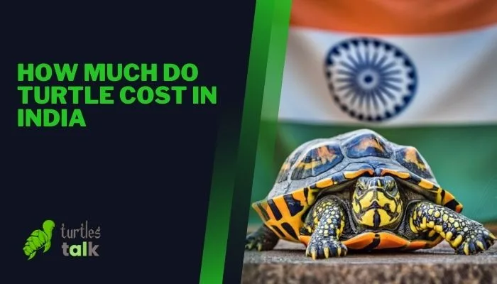 How Much Do Turtle Cost in India