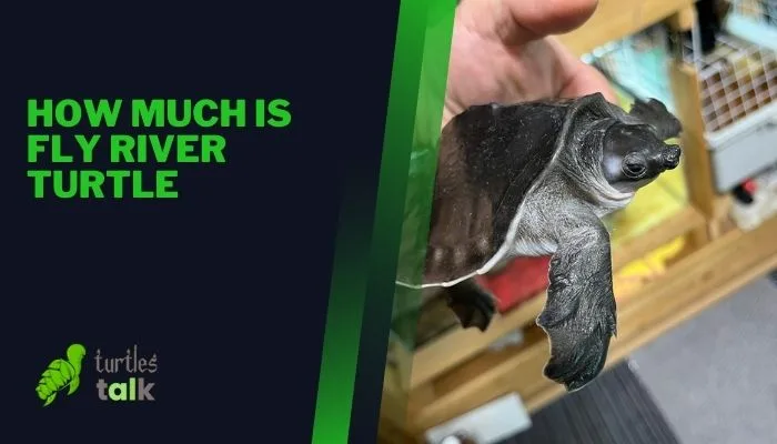 How Much Is Fly River Turtle