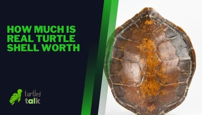 How Much Is Real Turtle Shell Worth