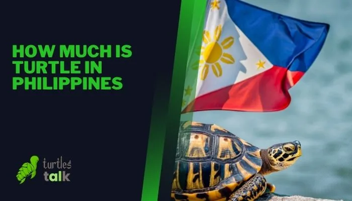 How Much Is Turtle in Philippines