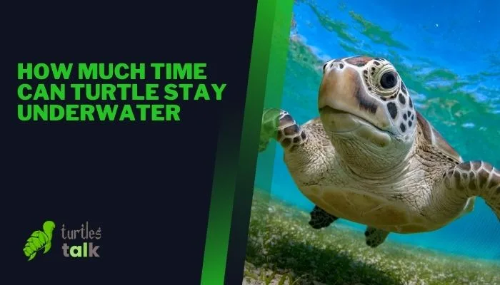 How Much Time Can Turtle Stay Underwater