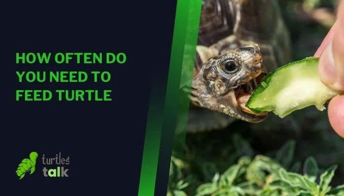 How Often Do You Need to Feed Turtle