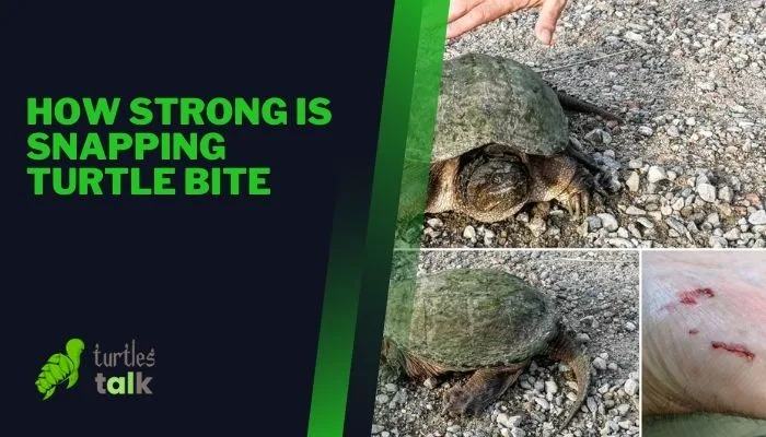 How Strong Is Snapping Turtle Bite