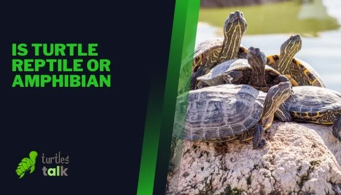 Is Turtle Reptile or Amphibian