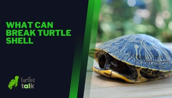 What Can Break Turtle Shell