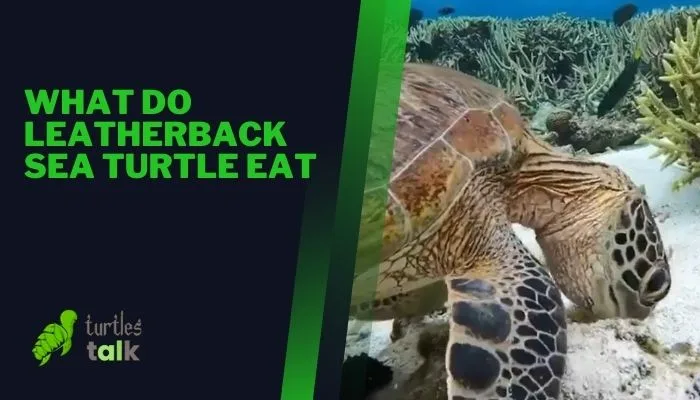 What Do Leatherback Sea Turtle Eat