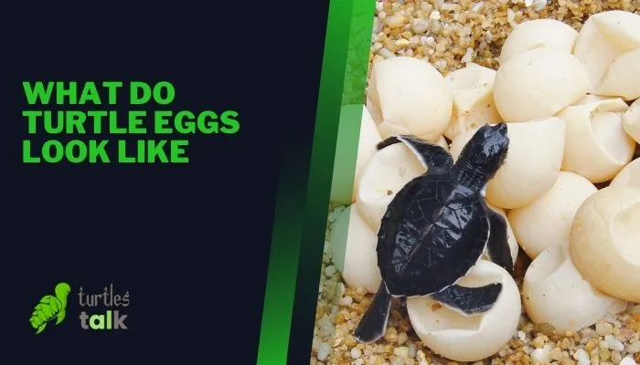 What Do Turtle Eggs Look Like