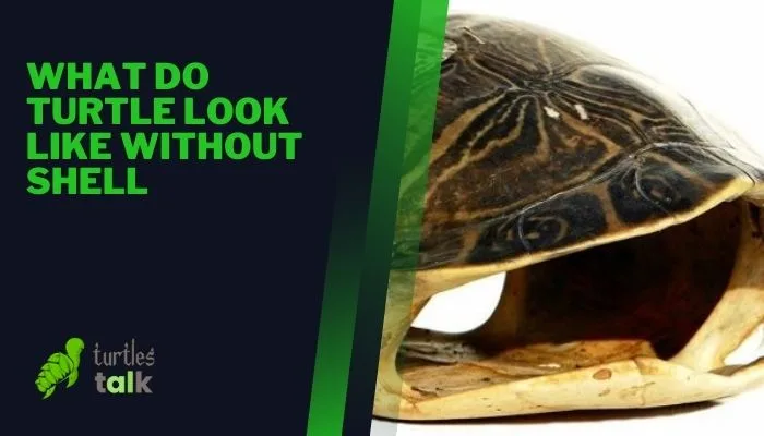 What Do Turtle Look Like Without Shell