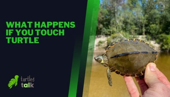 What Happens if You Touch Turtle