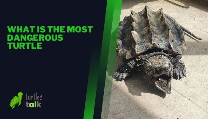 What Is the Most Dangerous Turtle