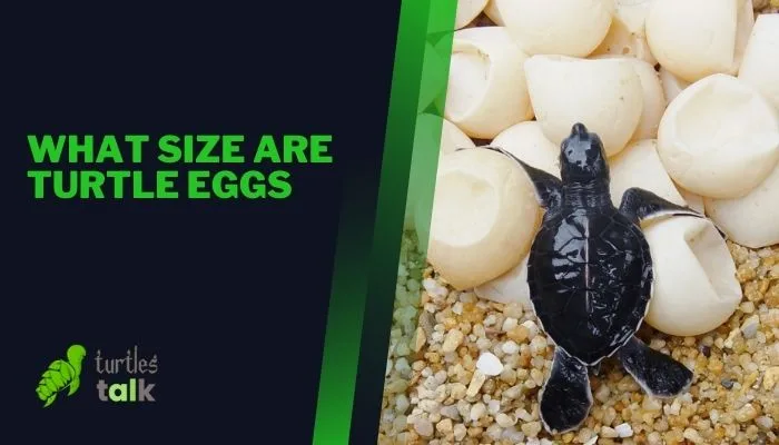 What Size Are Turtle Eggs