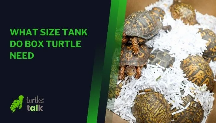 What Size Tank Do Box Turtle Need