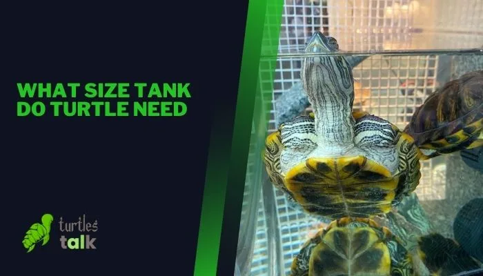 What Size Tank Do Turtle Need