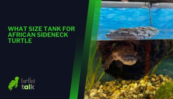 What Size Tank for African Sideneck Turtle