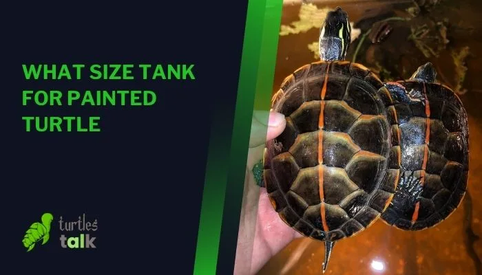 What Size Tank for Painted Turtle