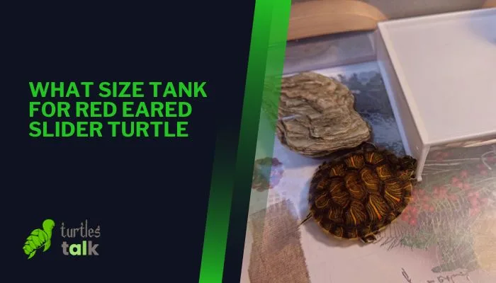 What Size Tank for Red Eared Slider Turtle