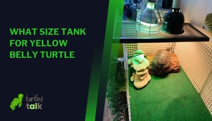 What Size Tank for Yellow Belly Turtle