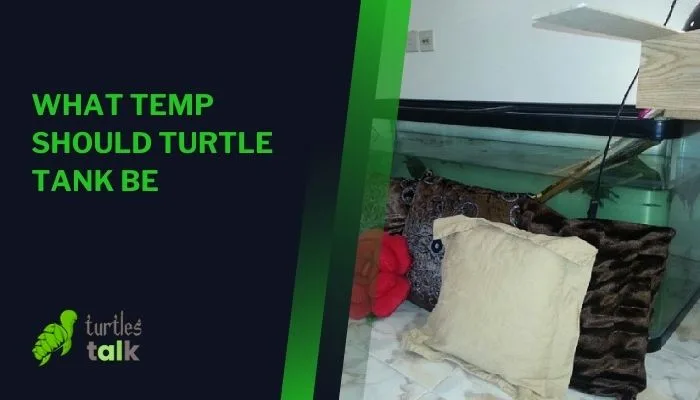 What Temp Should Turtle Tank Be