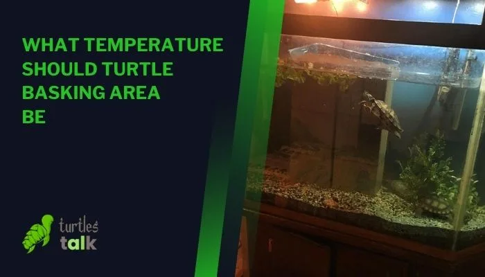 What Temperature Should Turtle Basking Area Be