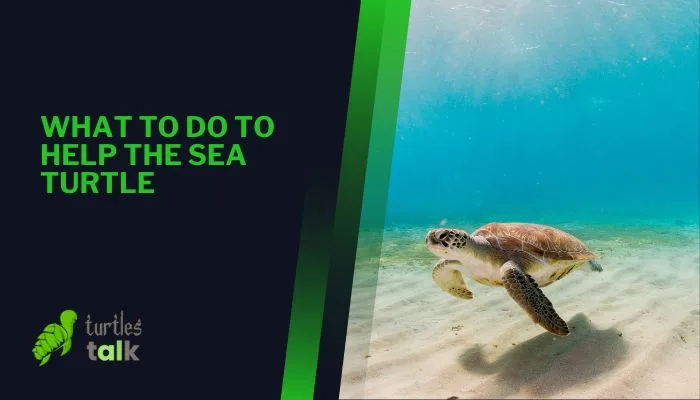 What to Do to Help the Sea Turtle