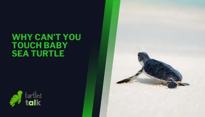 Why Can't You Touch Baby Sea Turtle