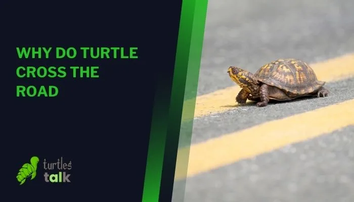 Why Do Turtle Cross the Road